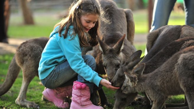 feeding kangaroos