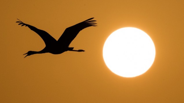 A Grey Crane flies over Agamon Hula Lake in the Hula valley as the sun rises in northern Israel.