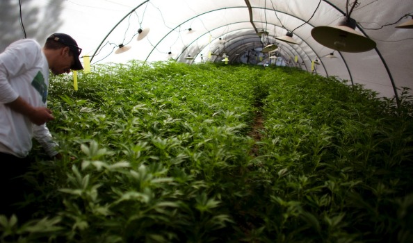 medical marijuana crop