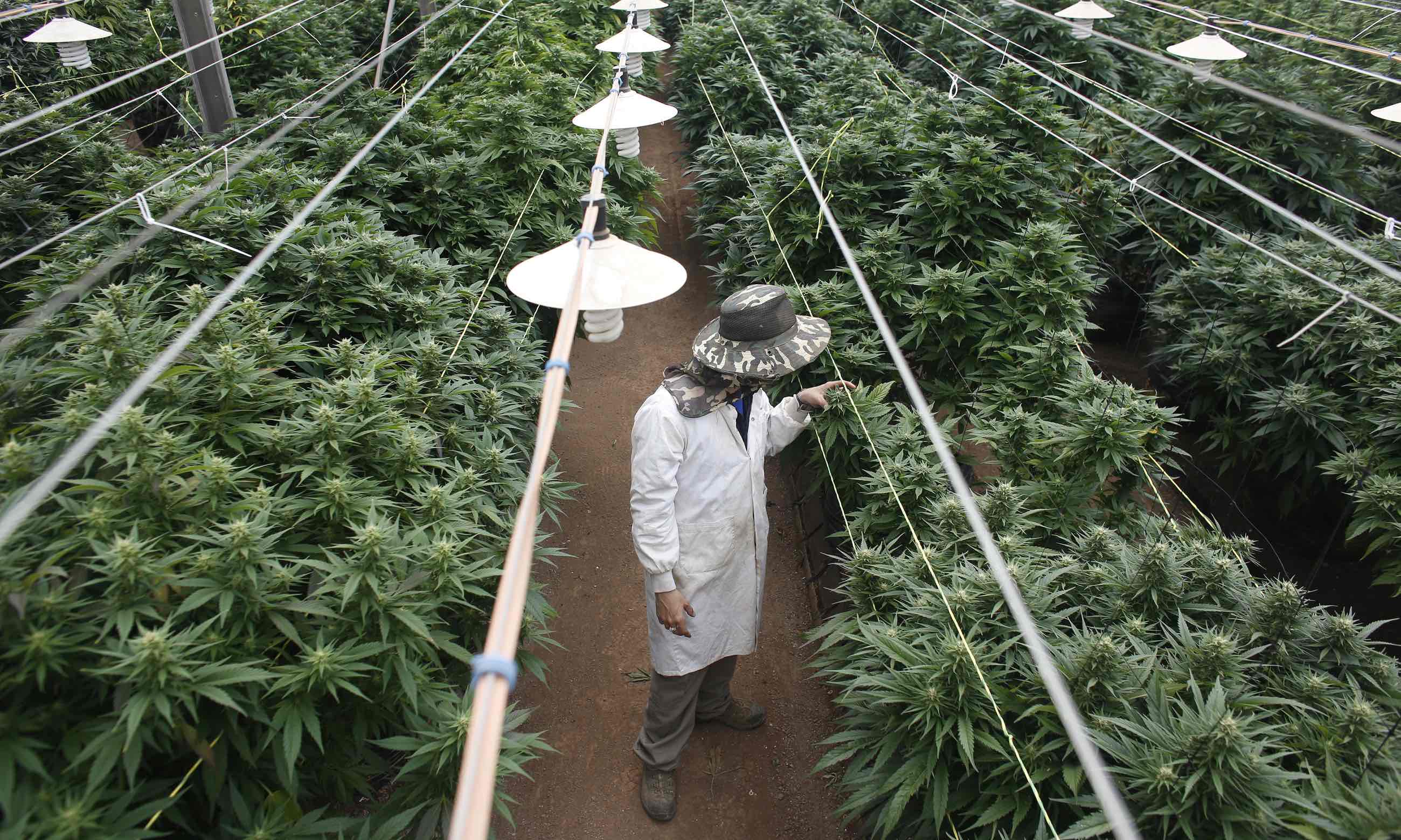 worker checking cannabis plants