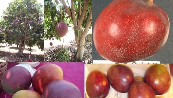 agam mangoes