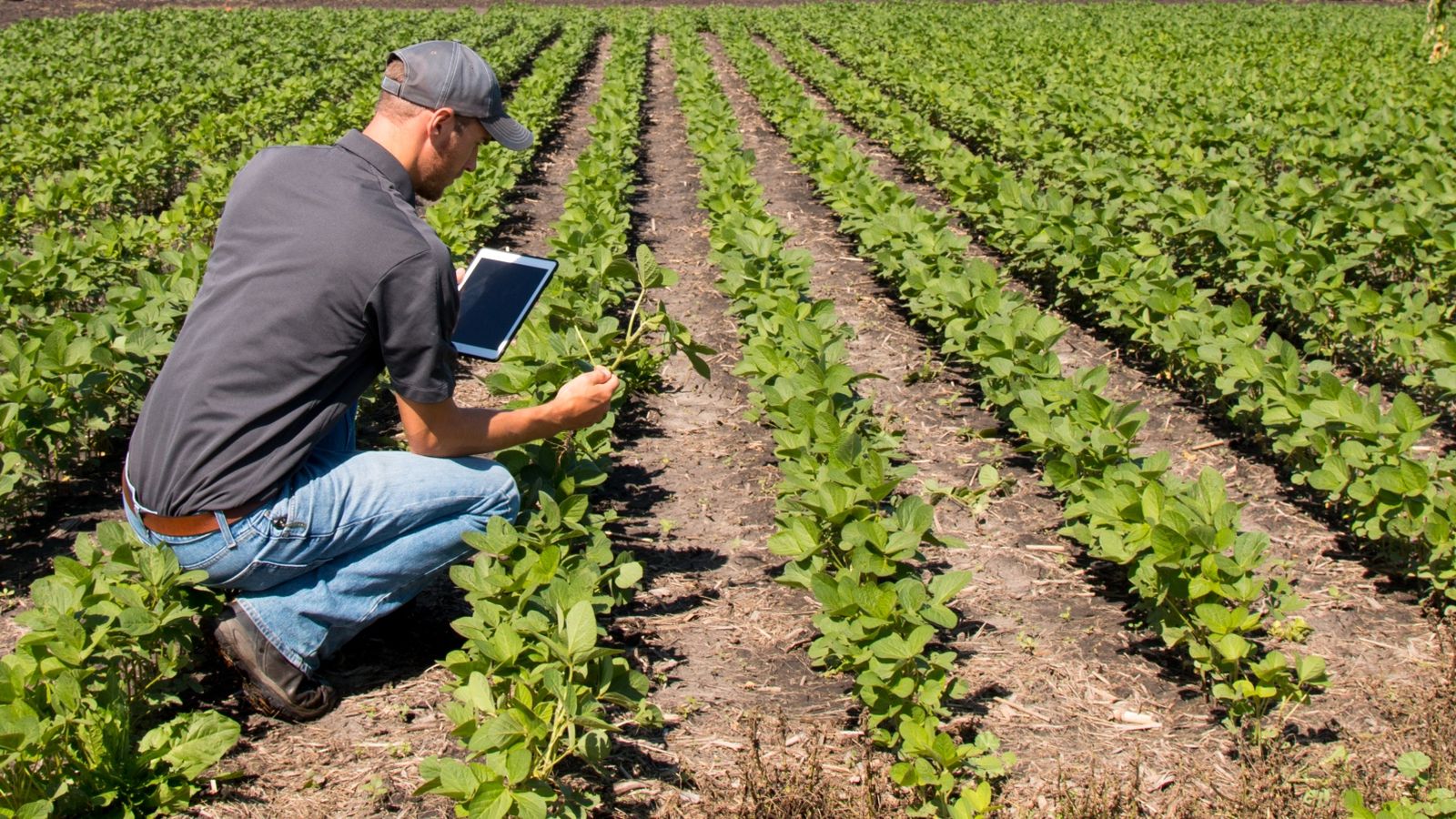 farmer looking at crops holding a tablet device