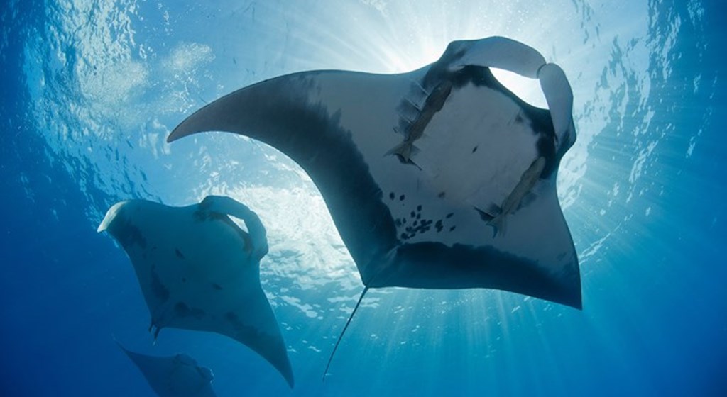 big stingrays silhoutted by the sun, photographed from below