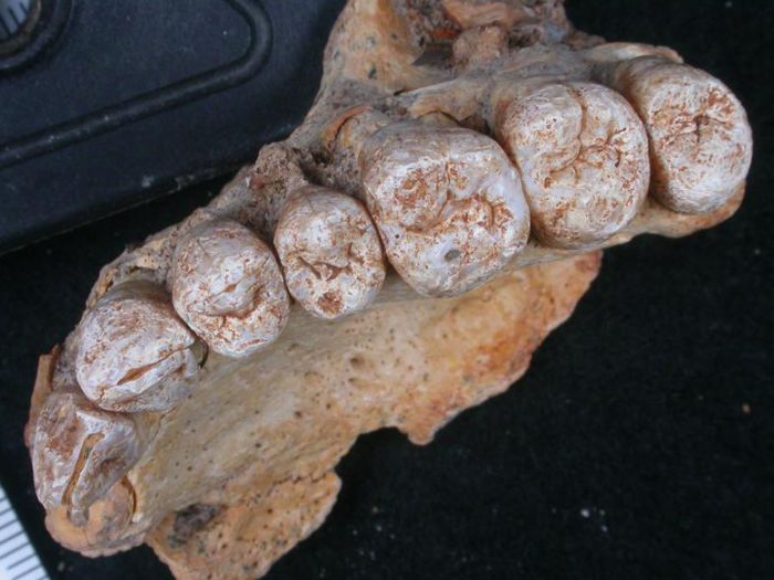 the fossilised teeth up close. looks like toes