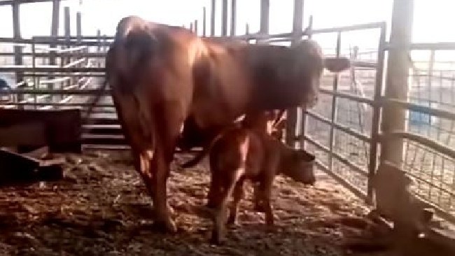 still from video of the red cow with mother cow