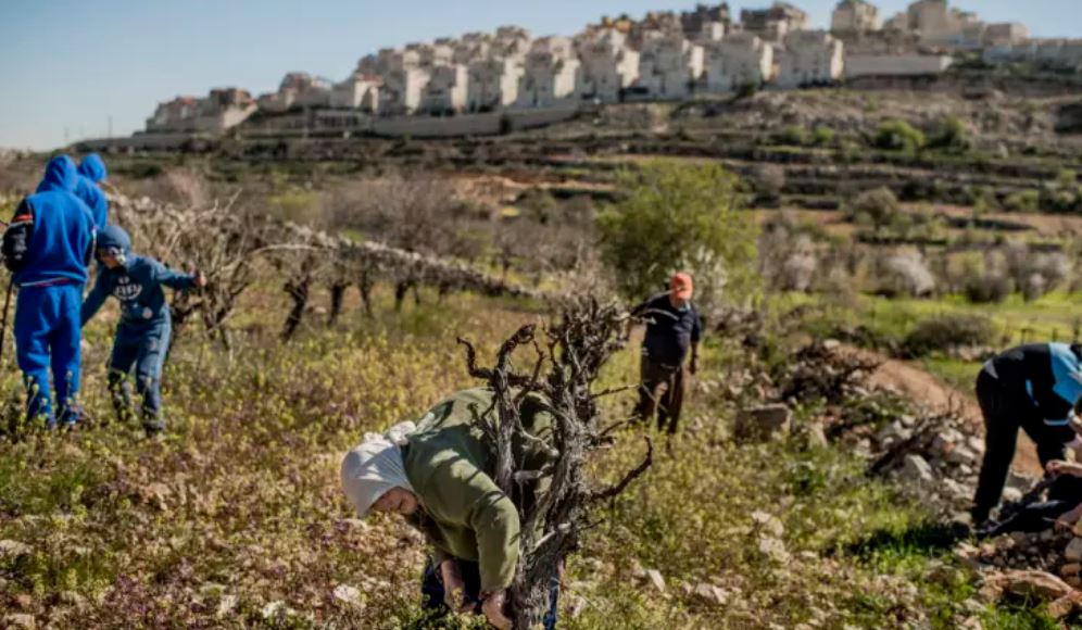 Workers tending to Olive trees in the foreground, an Israeli settlement in the background
