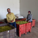 Farming for Palestinian Resilience