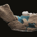 Scientists find a new early human. Meet Nesher Ramla Homo