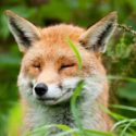 History in the Making! Israel the First Country to Ban Fur