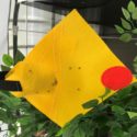 New lures from Israel-based company Biofeed and sterile flies deployed in SA’s $40m fruit fly fight